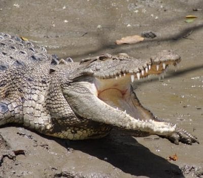 a large alligator is laying on the ground.
