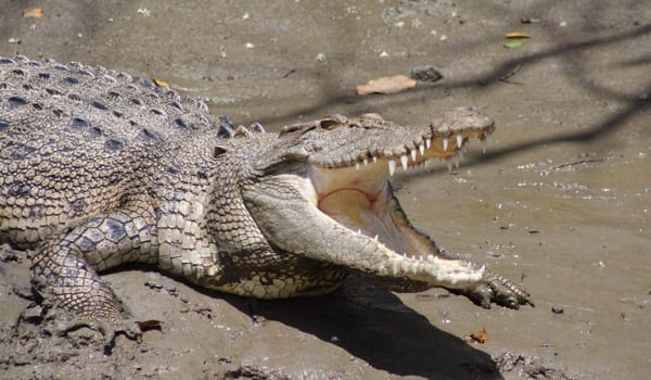 a large alligator is laying on the ground.