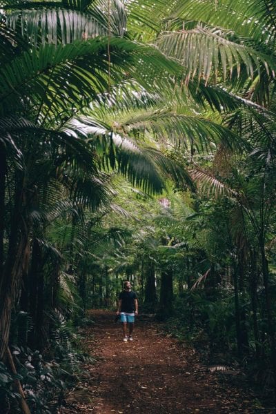 a person walking down a dirt road surrounded by trees.