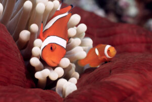 Clown Fish in the Great Barrier Reef