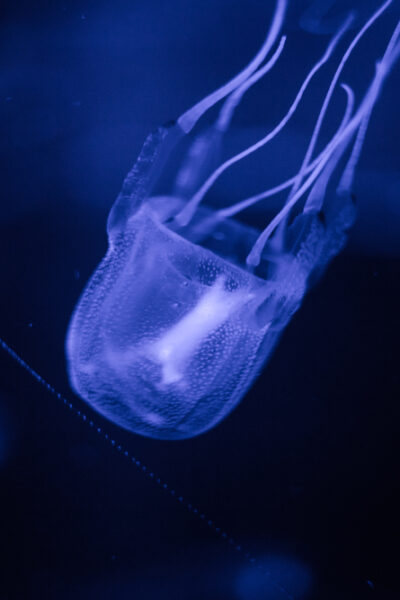 Box Jellyfish Season close up of deadly jellyfish
