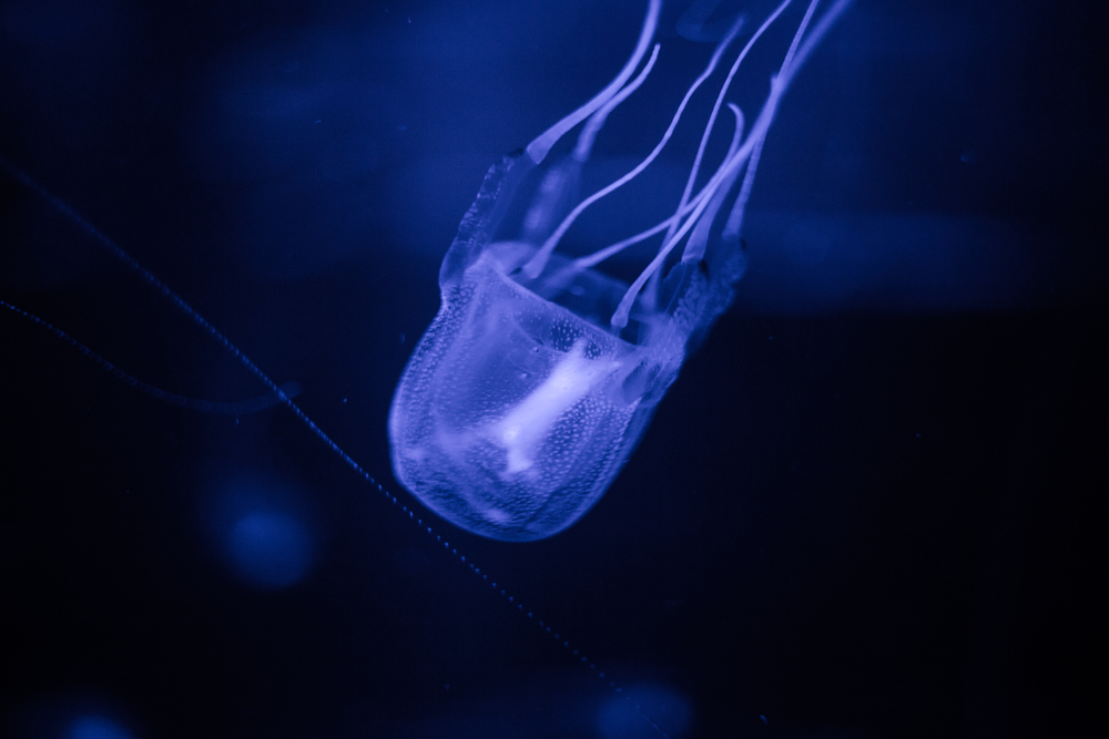 Box Jellyfish Season close up of deadly jellyfish
