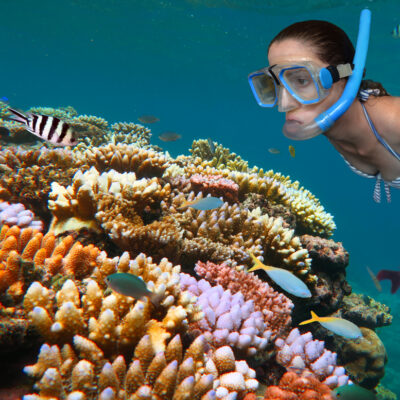 Top Species of Fish in the Great Barrier Reef for Snorkellers and Divers to See
