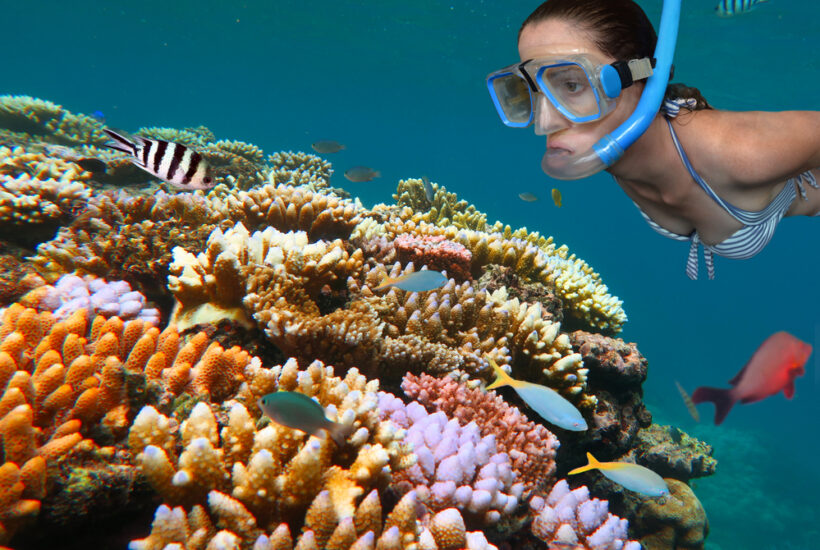 Fish in the great barrier reef and a Young woman snorkelling