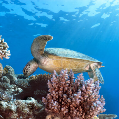 What you need to know about sea turtles?