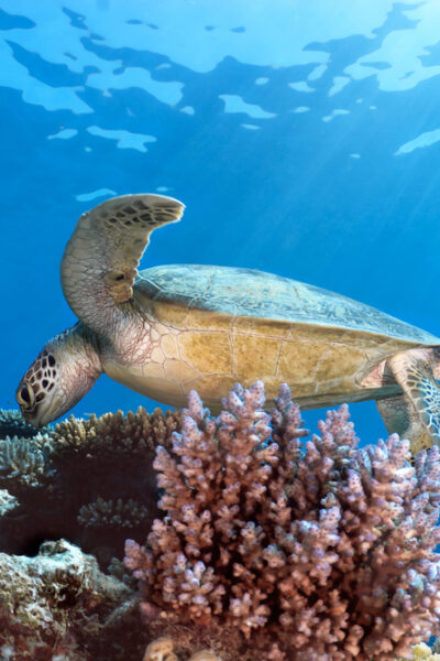 Green Sea Turtle in The Great Barrier Reef