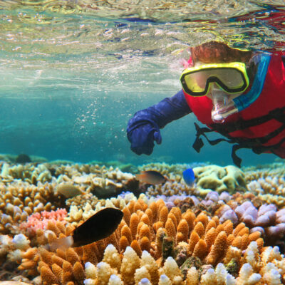 Exploring The Different Types Of Coral In The Great Barrier Reef
