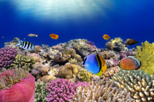 stunning coral in the Great Barrier Reef colours